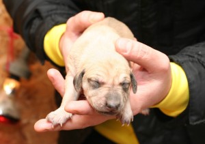 Female, light sand – RESERVED