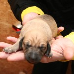 Female, light sand with black mask – RESERVED