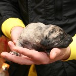 Female, light sand brindle