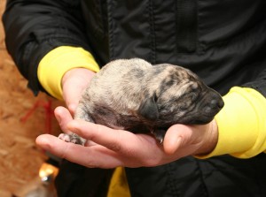 Female, light sand brindle