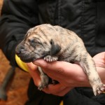 Male, light sand brindle