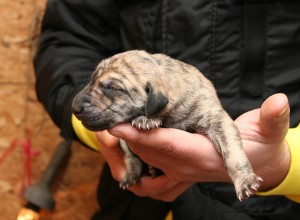 Male, light sand brindle