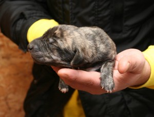 Male, brindle