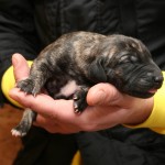 Male, brindle