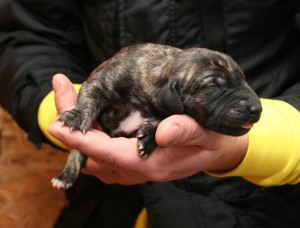 Male, brindle