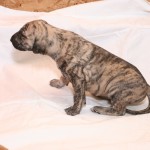 Aquila - female, light brindle