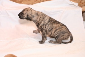 Aquila - female, light brindle