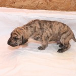 Awan - male, light brindle