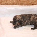 Abba - male, brindle