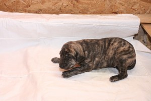 Abba - male, brindle