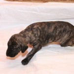 Alrik - male, brindle