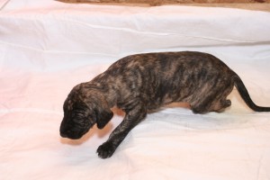 Alrik - male, brindle