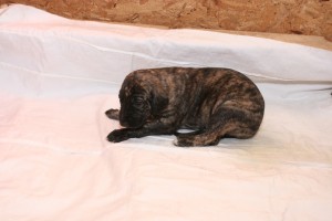 Alrik - male, brindle