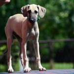 Basheera- female/ green collar