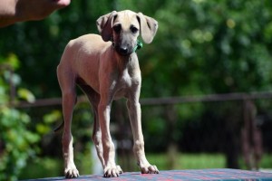 Basheera- female/ green collar