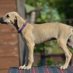 Female ( violet collar )/ reserved Serbia