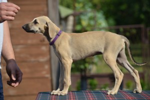 Female ( violet collar )/ reserved Serbia