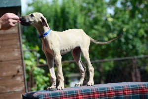 Basimah- female/ light blue collar