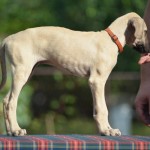 Female ( orange collar )/ reserved Greece