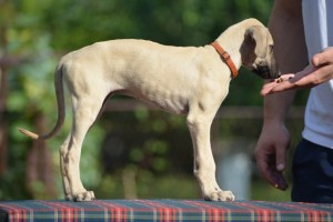 Female ( orange collar )/ reserved Greece