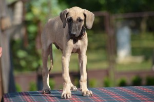 Male ( reserved- USA California )