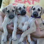 Three beautiful females