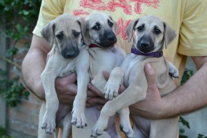 Three beautiful females