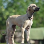 Female ( pink collar )- reserved Serbia