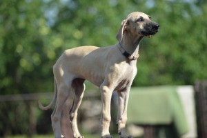 Female ( pink collar )- reserved Serbia