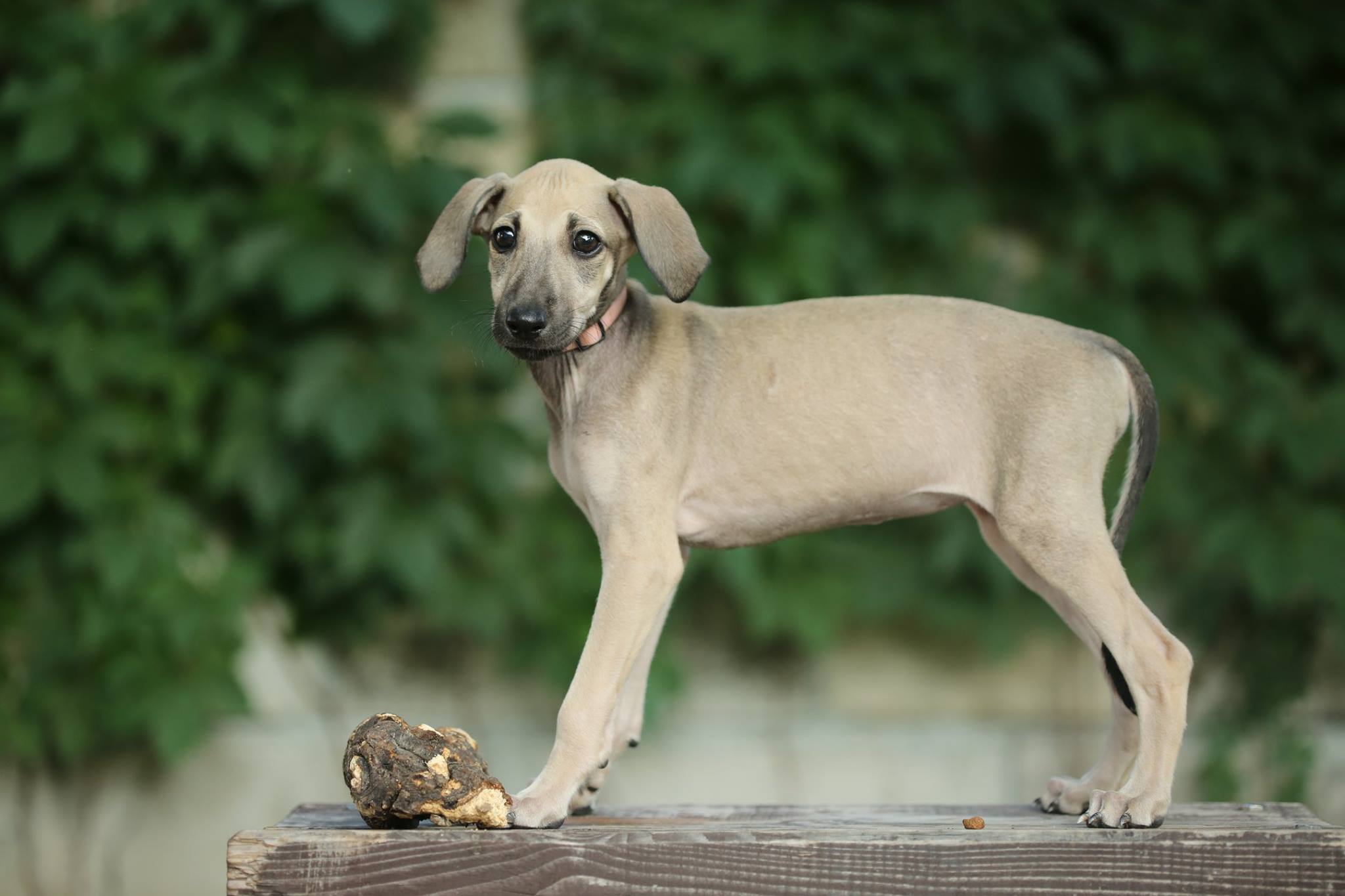 Sloughi-Balkan Kennel | Sloughi Balkan 